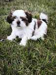 Piesek shih tzu szczeniaczek