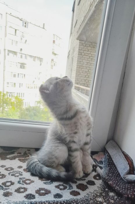 Шотландские вислоухие котята