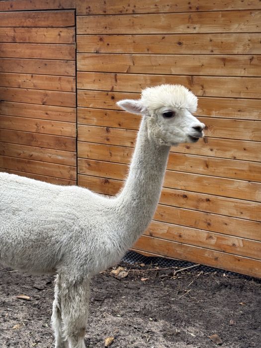 Alpaka premium samiec, samice, Alpagi