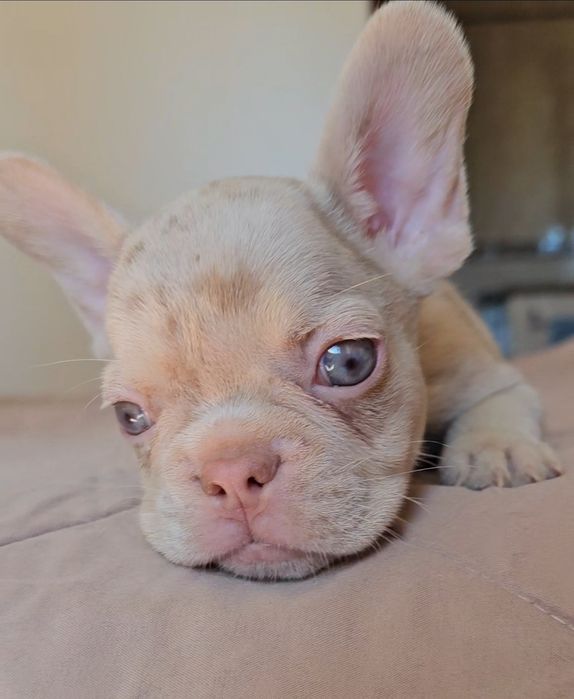 Bulldog Francês New shade merle and tan