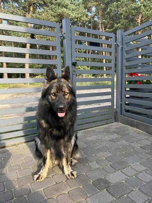 Mocna Wilczasta suczka! OWCZAREK STARONIEMIECKI Gotowa do zmiany domu!