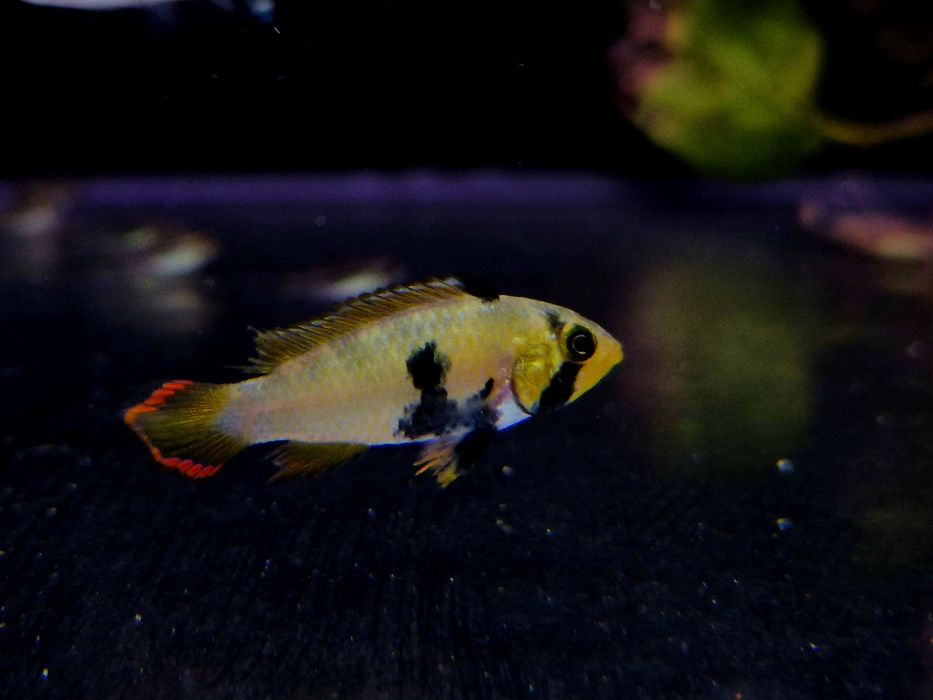 Apistogramma pandurini (pielęgniczka)