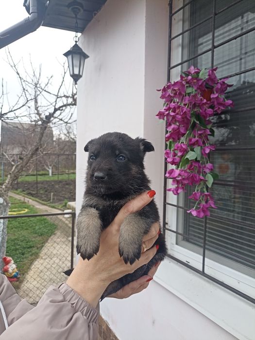 Продам щенков ВЕО