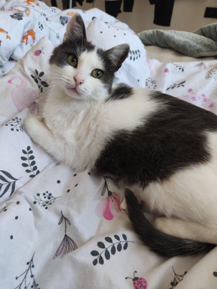 Kotka Nela do adopcji