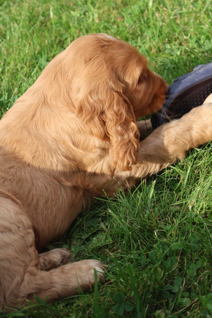 Cockiel Spaniel Angielski gotowy do odbioru