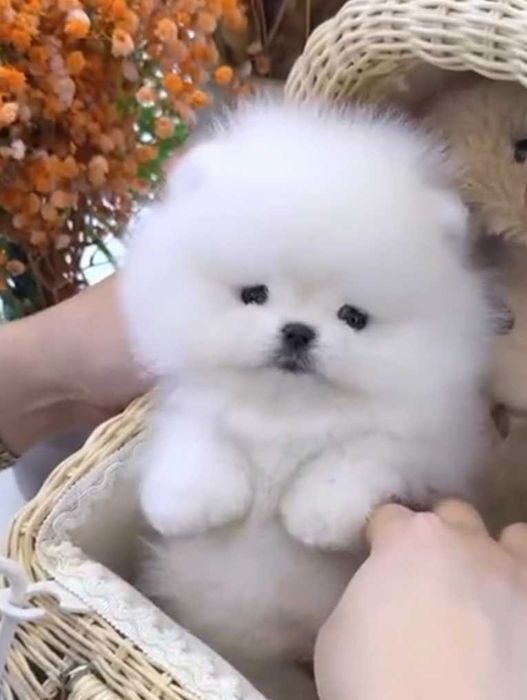 !!! Mini miś pomeranian