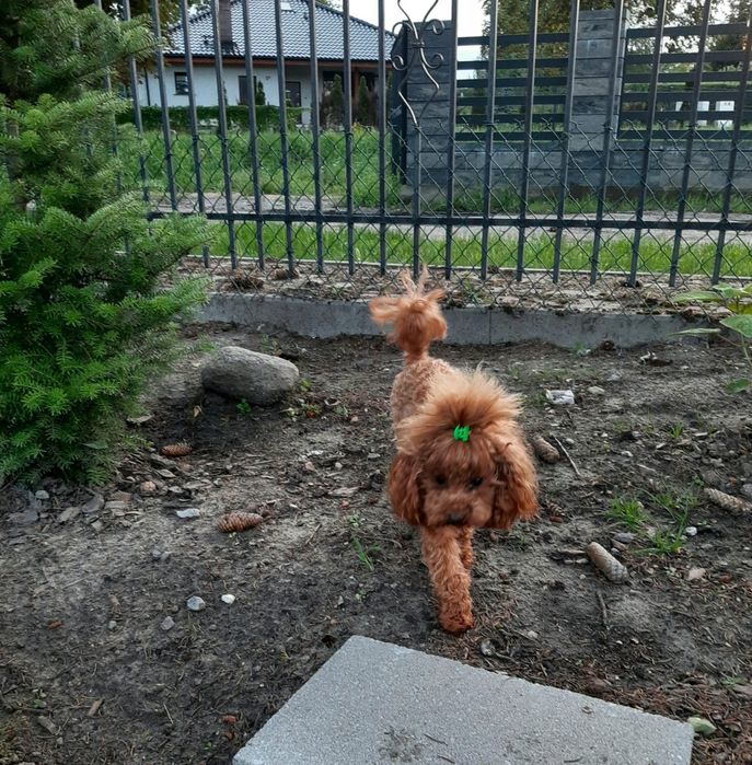 Pudel  TOY red braun zaprasza