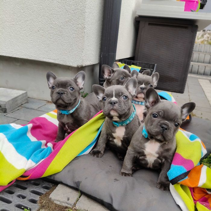 Buldog francuski BLUE niebieski Suczka szczeniak piesek BEZ PRĘG!