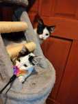 Kocie rodzeństwo Romcio i Romina do adopcji.