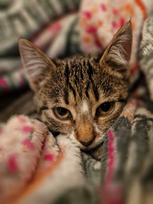 Luna i Perse do adopcji