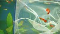 Lindos Guppies  Red Blonde