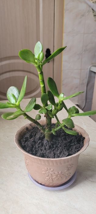 Толстянка, з горщиком