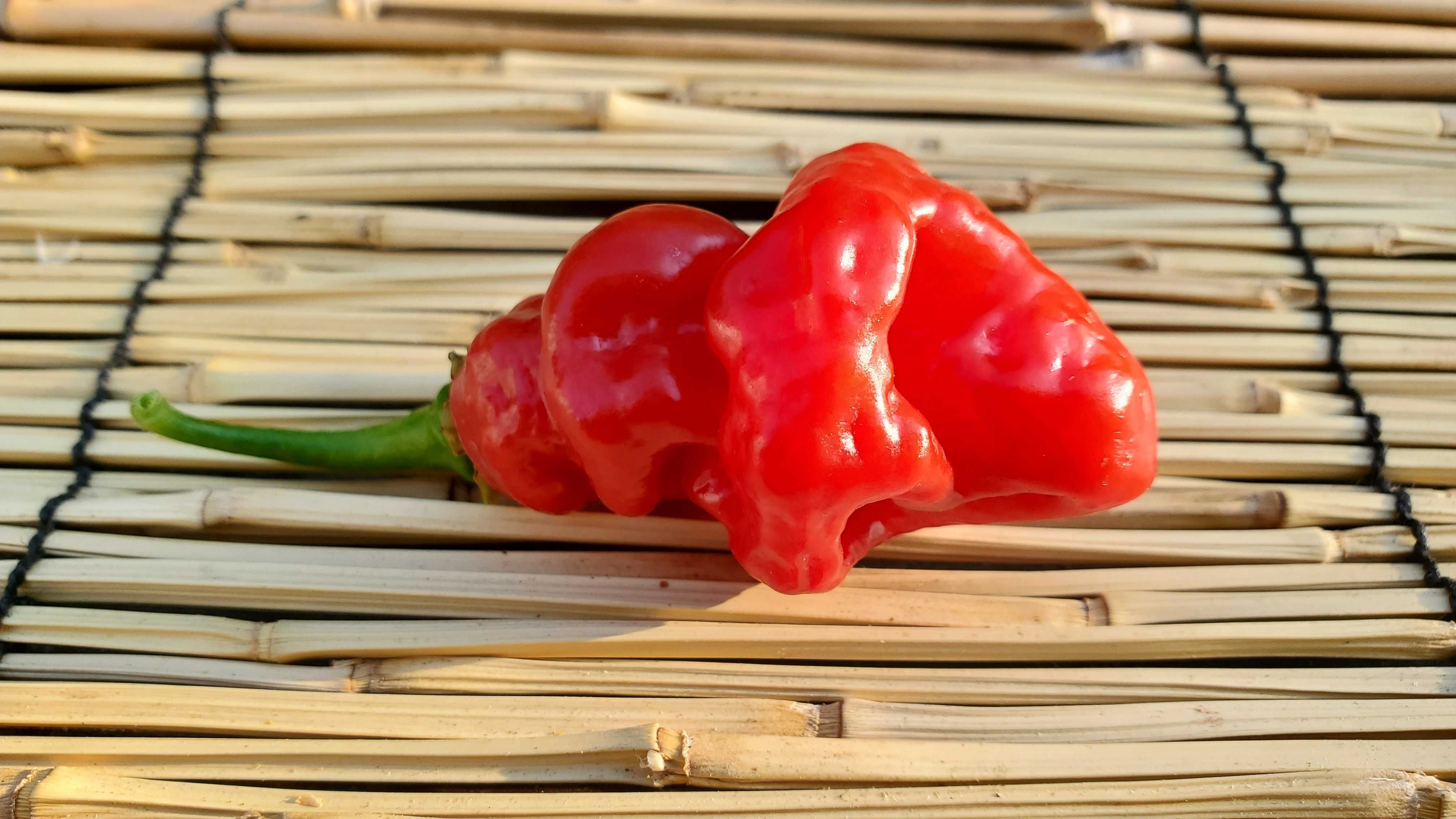Насіння гострого перцю (Carolina Reaper, Habanero, Jalapeno та інші)