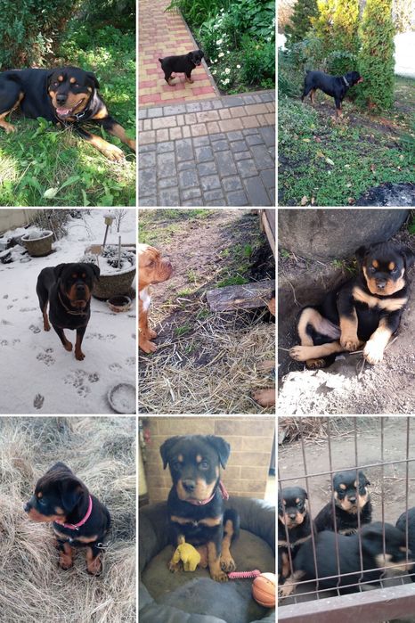 Чистокровные щенки Ротвейлеры.