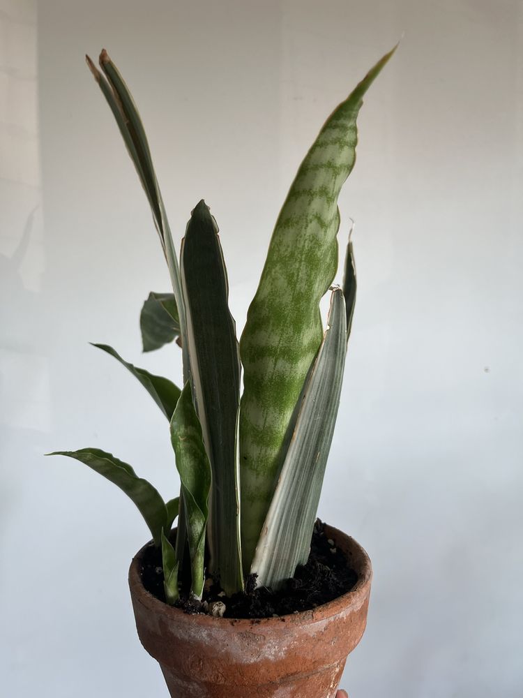 Sansewieria metalica silver siam
