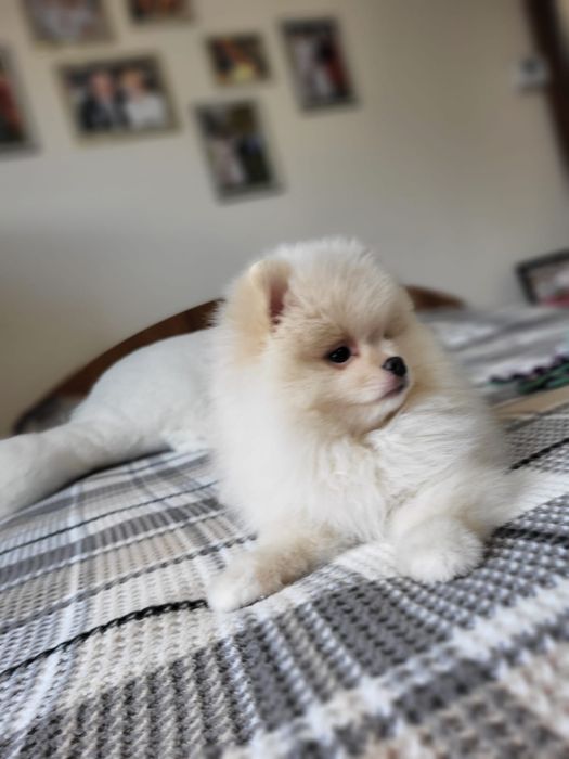 Szpic miniaturowy pomeranian