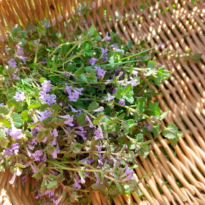 Paczka  ziółek dla Łiłi