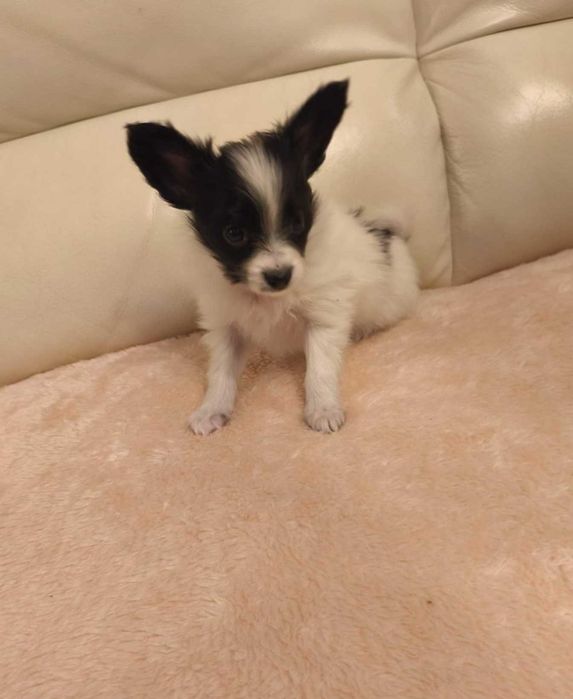 Papillon, suczka ZKwP