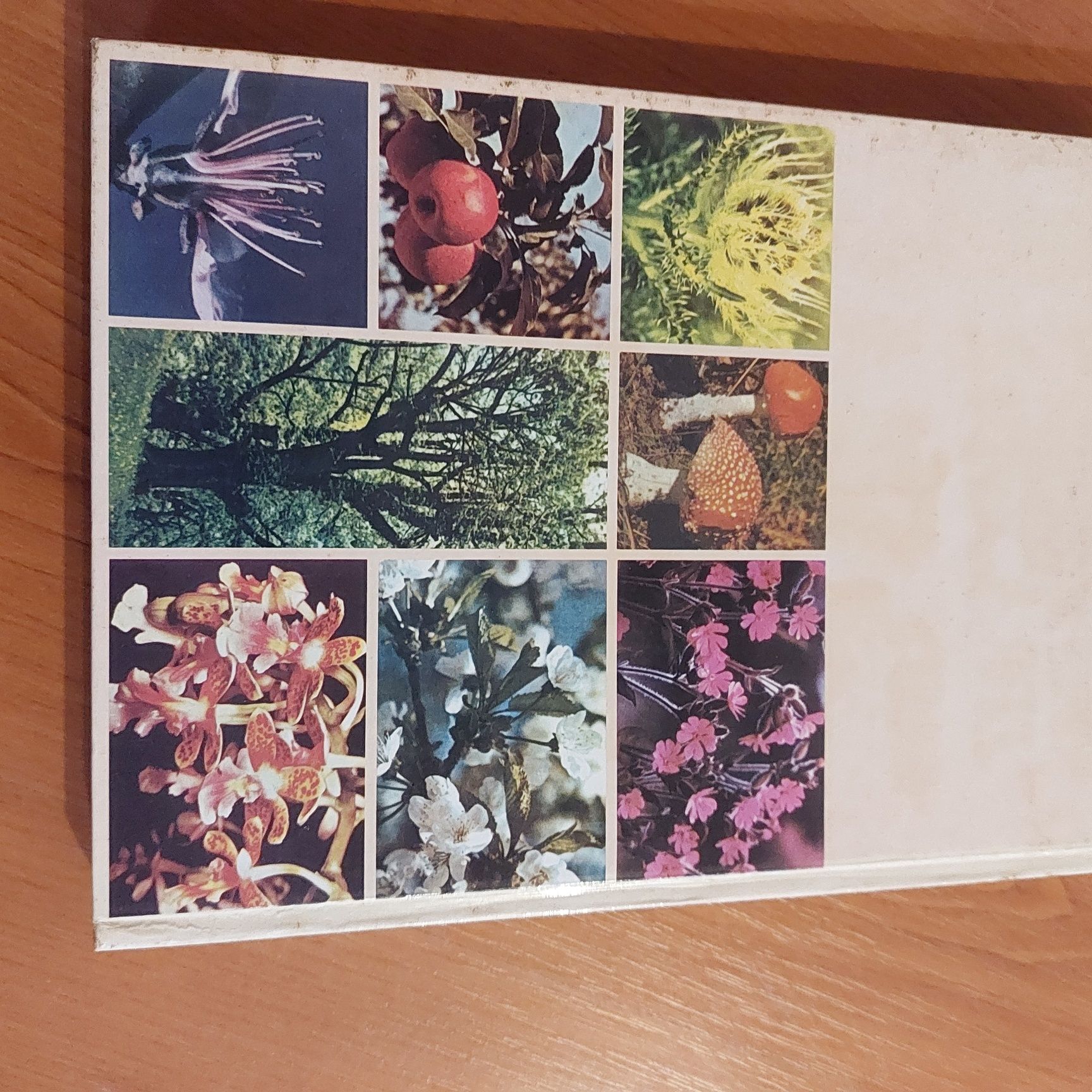 Dicionário de botânica  ilustrado