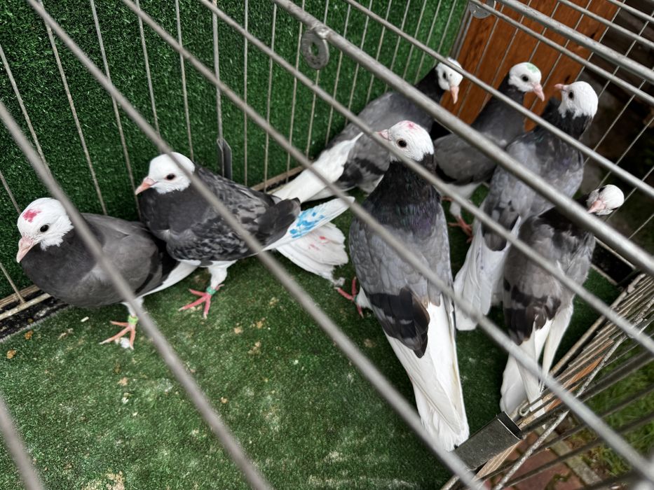 Permski białogłowy gołębie wysokolotne