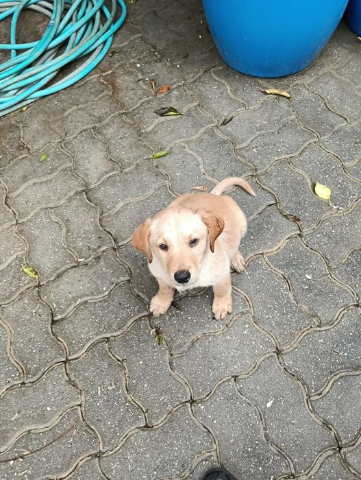 Dou lavrador bege pai puro, mãe traçada de pastor alemão com lavrador