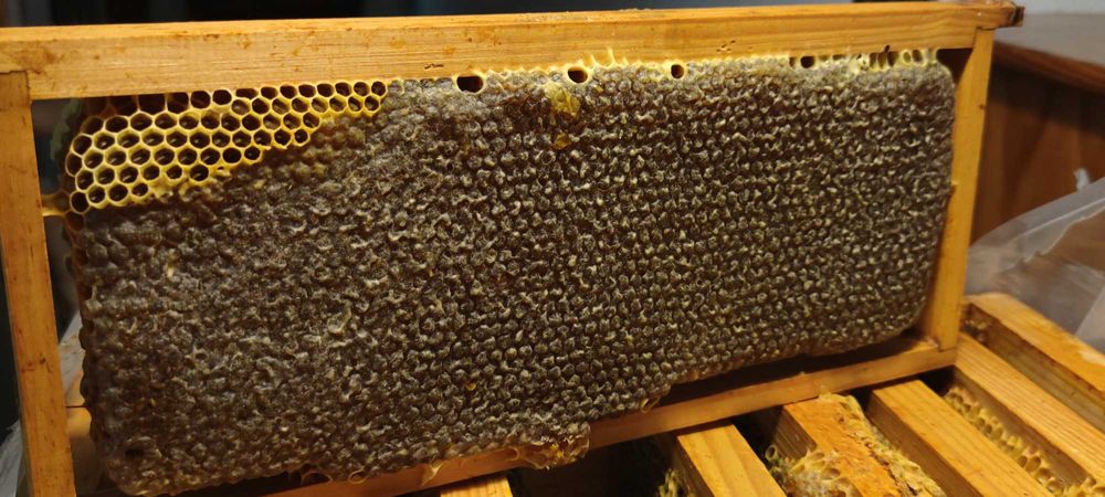 Favo de Mel - Produto de Abelha