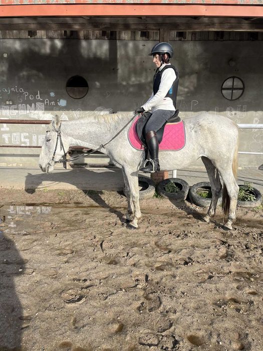 Klacz 19 l 100% bezpieczna 151 cm