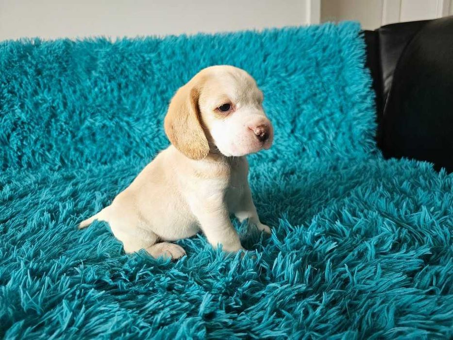 BEAGLE- bicolor , po champ. śliczne,ZKwP,mniejsze