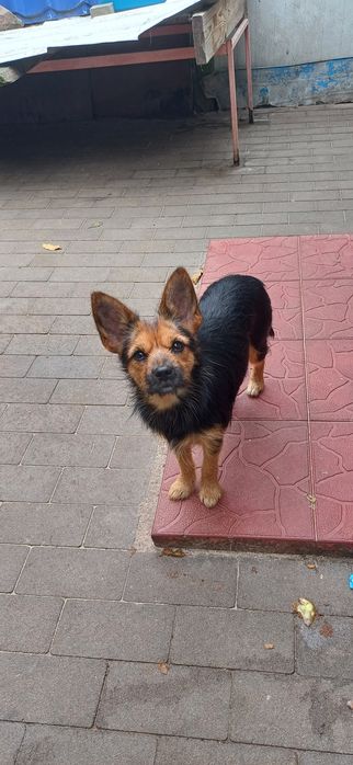 Декоративна міні дівчинка 5 кг