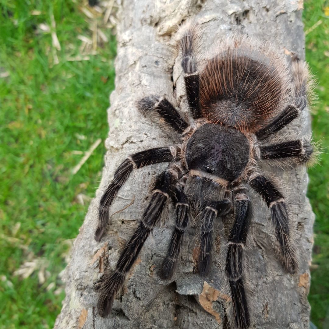 Бразильский лососевый розовый птицеед (Lasiodora parahybana)