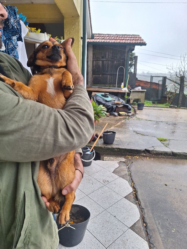 Cachorro simpatico e amigavel