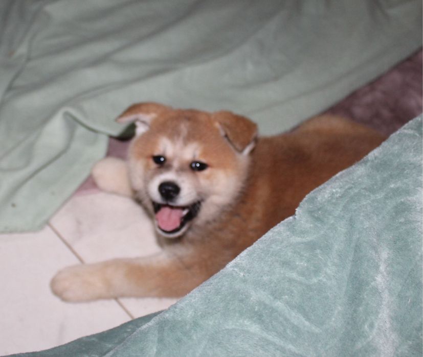 Akita Japońska ( Inu ) gotowa do odbioru