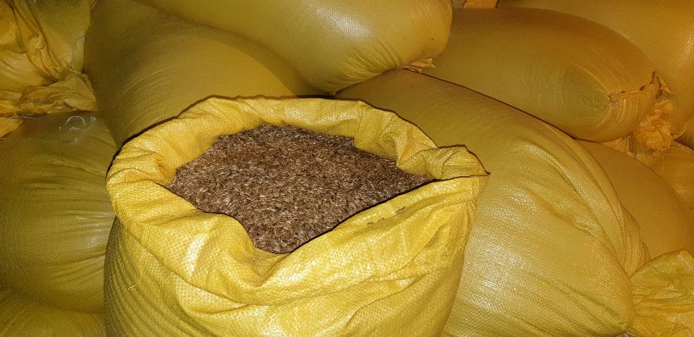 Ostropest plamisty ziarno BIO EKO Elologiczny Certyfikat zbiór 2025 r