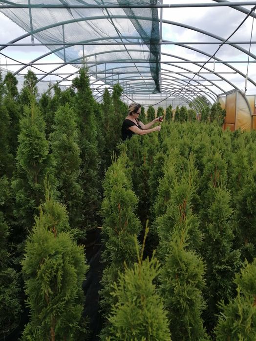 tuja szmaragd tuje ok. Piaseczno