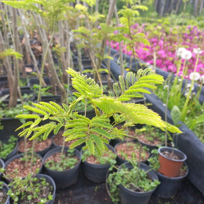 Альбіція Лінкеранська Акація Шовкова Акація 2х річка в контейнері 50см