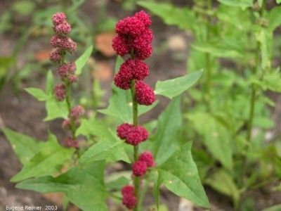 Sementes de Morango Espinafre - raro