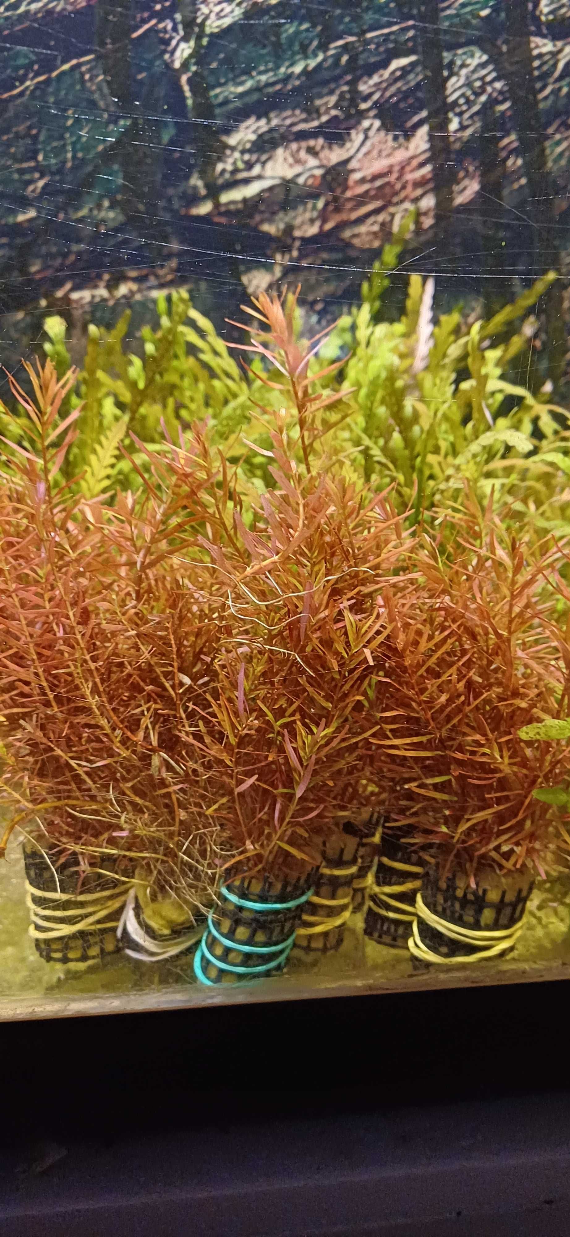 Plantas de aquario / vasos