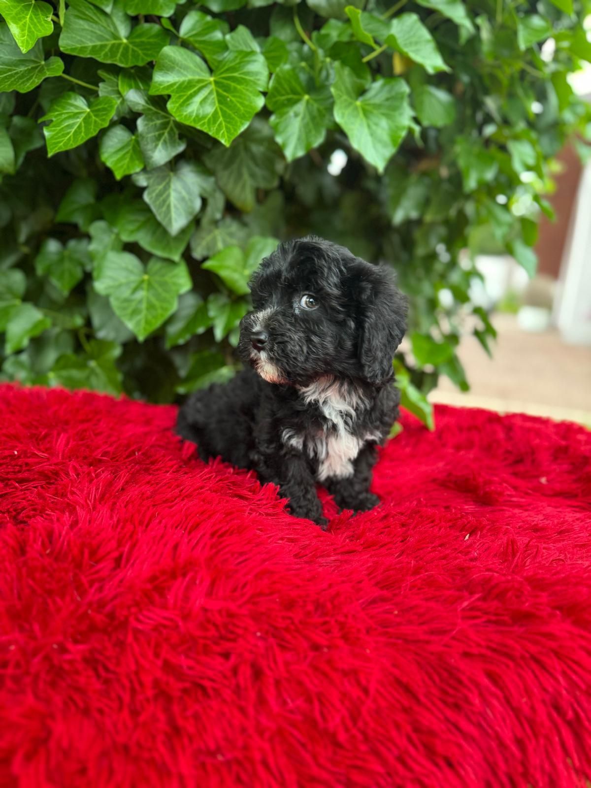 Maltipoo czarny piesek