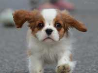 Cavalier King Charles Spaniel -rodowód FCI