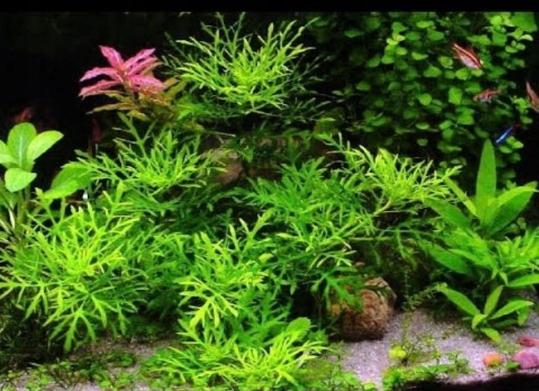 Hygrophila difformis Nadwódka zmienna trójkwiatowa Wysyłka 5 zł