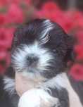 Sunia rasy shih tzu