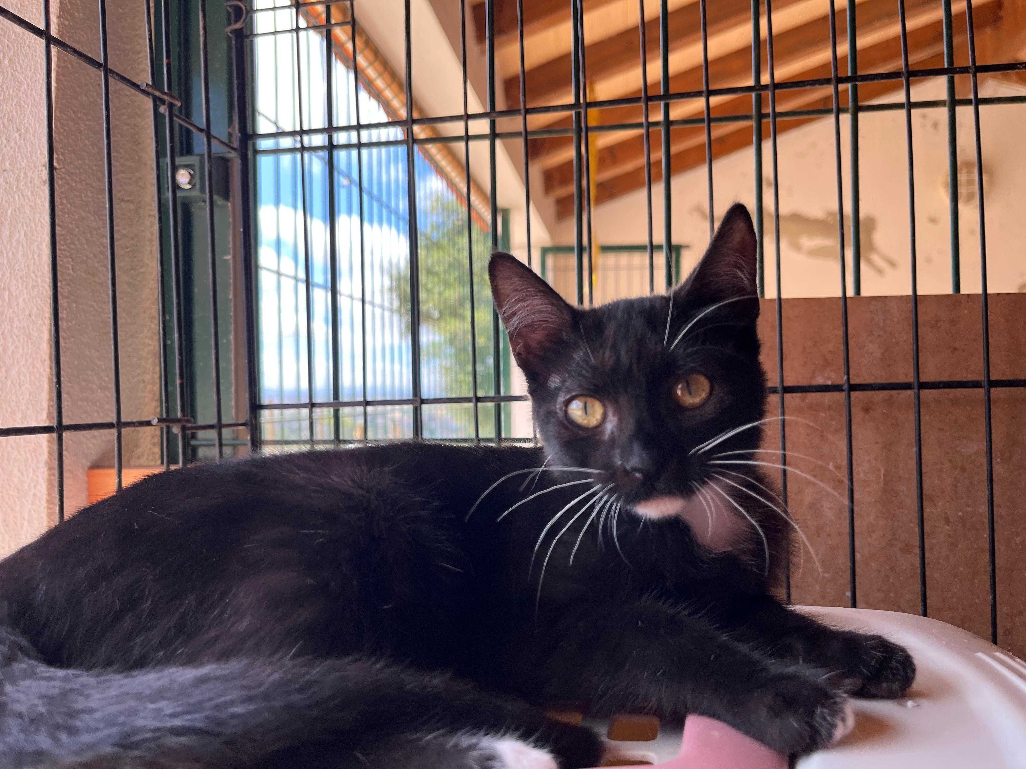 Cacau - Gatinha para Adopção