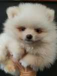 Mini chłopczyk Szpic Miniaturowy Pomeranian