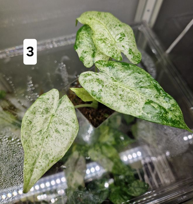 Alocasia Macrorrhiza Splash