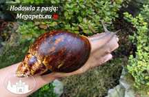 Archachatina marginata ovum XXL Ślimak afrykański Achatina Isopody