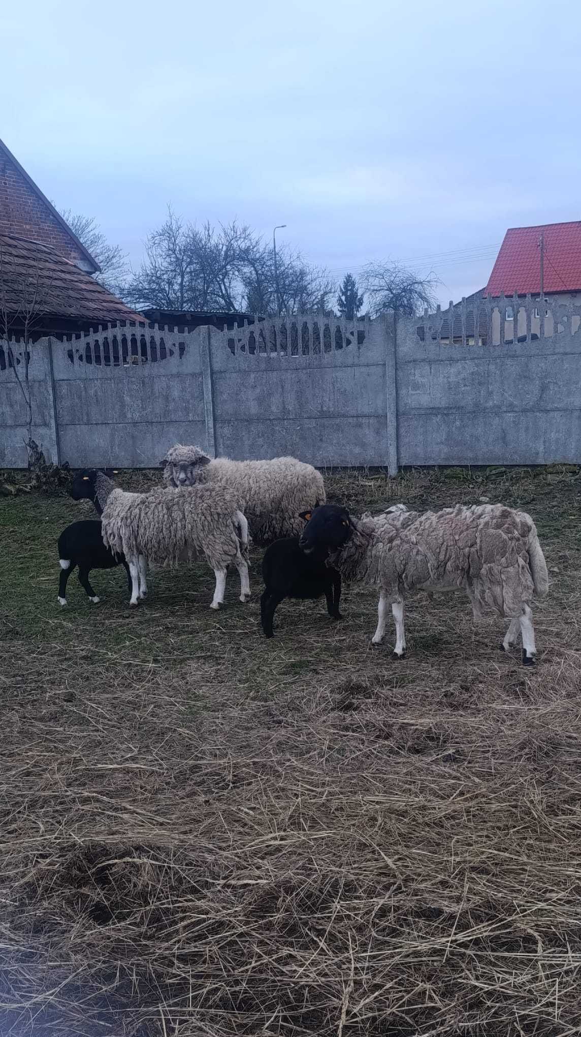 Owce Dorper  2 matki + 2 młode