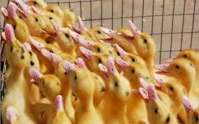 Качки Мулард та ін. Доставка по Україні.