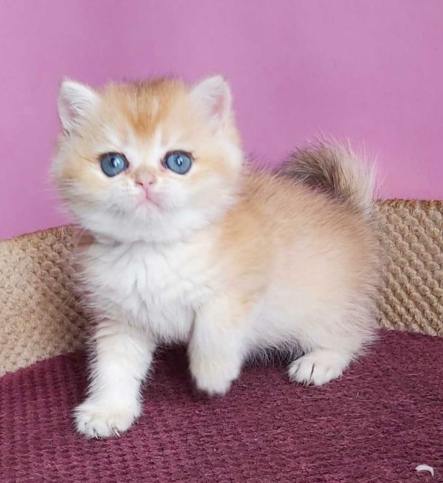 Британські Золоті шиншили дівчатка Іріс та Ізабель