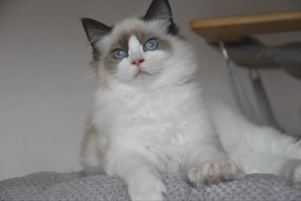 Kocurek Ragdoll z rodowodem - Winston, gotowy do odbioru