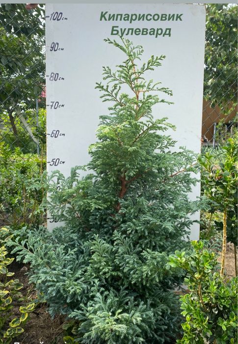 Кипарисовики Лавсона Елвуді і горохоплідний Булевард